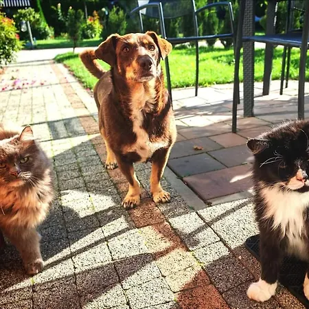 Ostoja Gora Kalwaria Zamek Krolowej Bony Caloroczne 度假居 Czersk