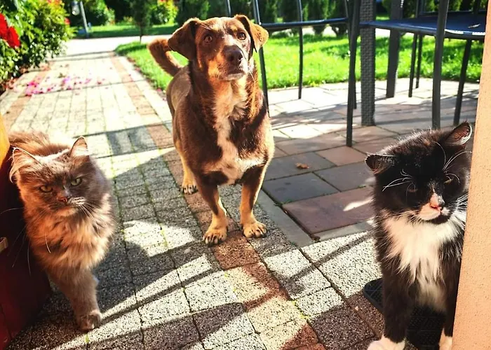 Ostoja Góra Kalwaria Zamek Królowej Bony Całoroczne Dom wakacyjny Czersk
